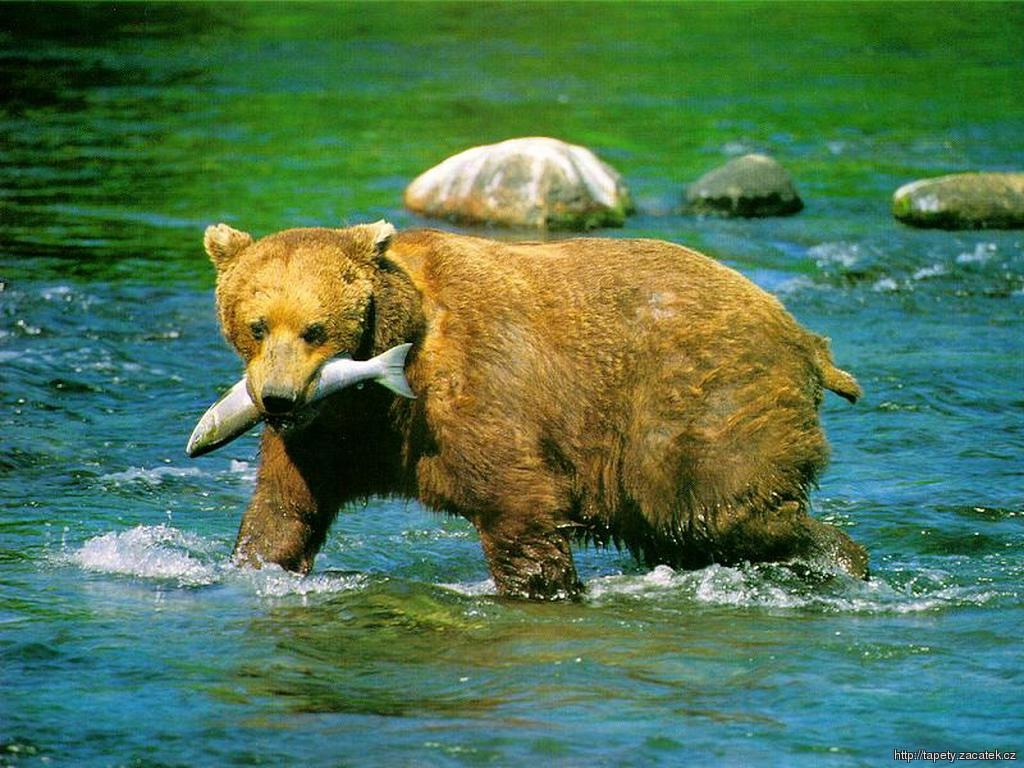 Bear .jpg