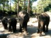 elephants. 3jpg